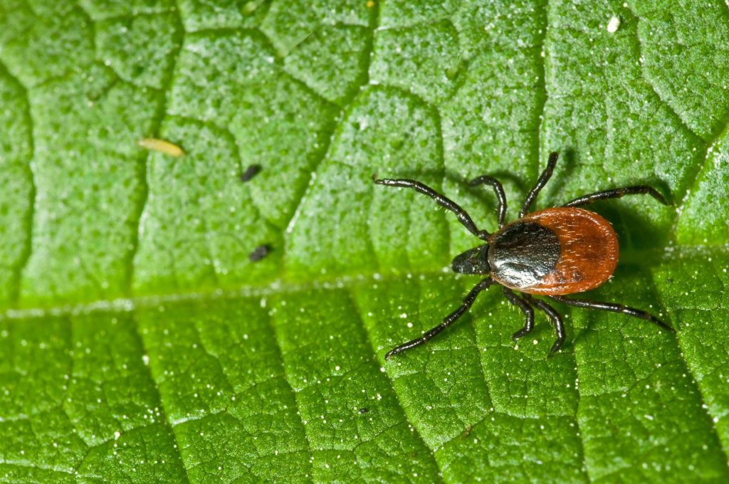 How Physical Therapy Can Help Patients With Lyme Disease Physical Therapy for Lyme Disease 1 scaled 1 how physical therapy can help patients with lyme disease uncategorized